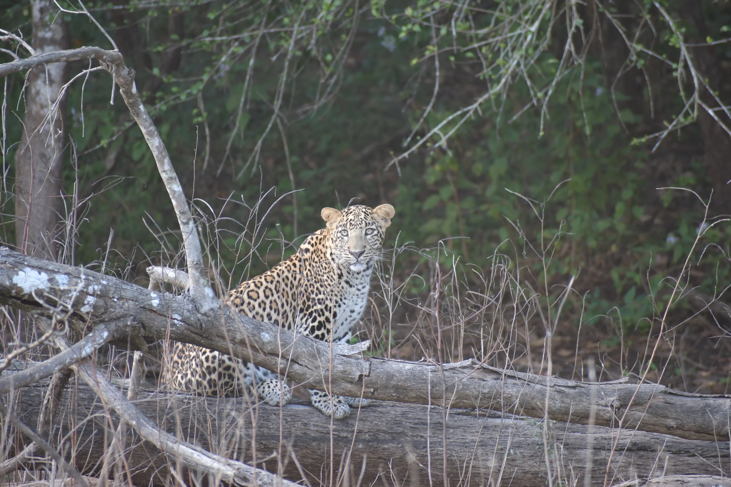 Leopard on safari  