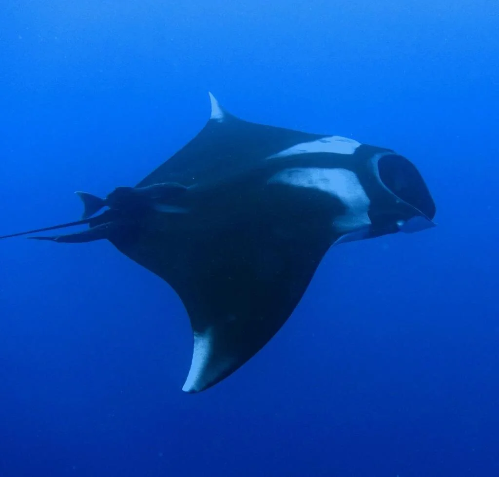 manta.jpeg