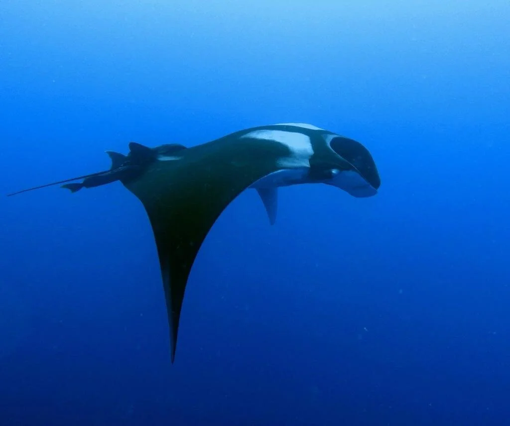 manta2.jpeg