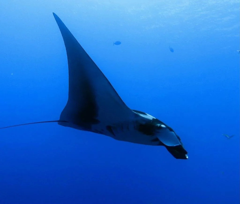 manta4.jpeg