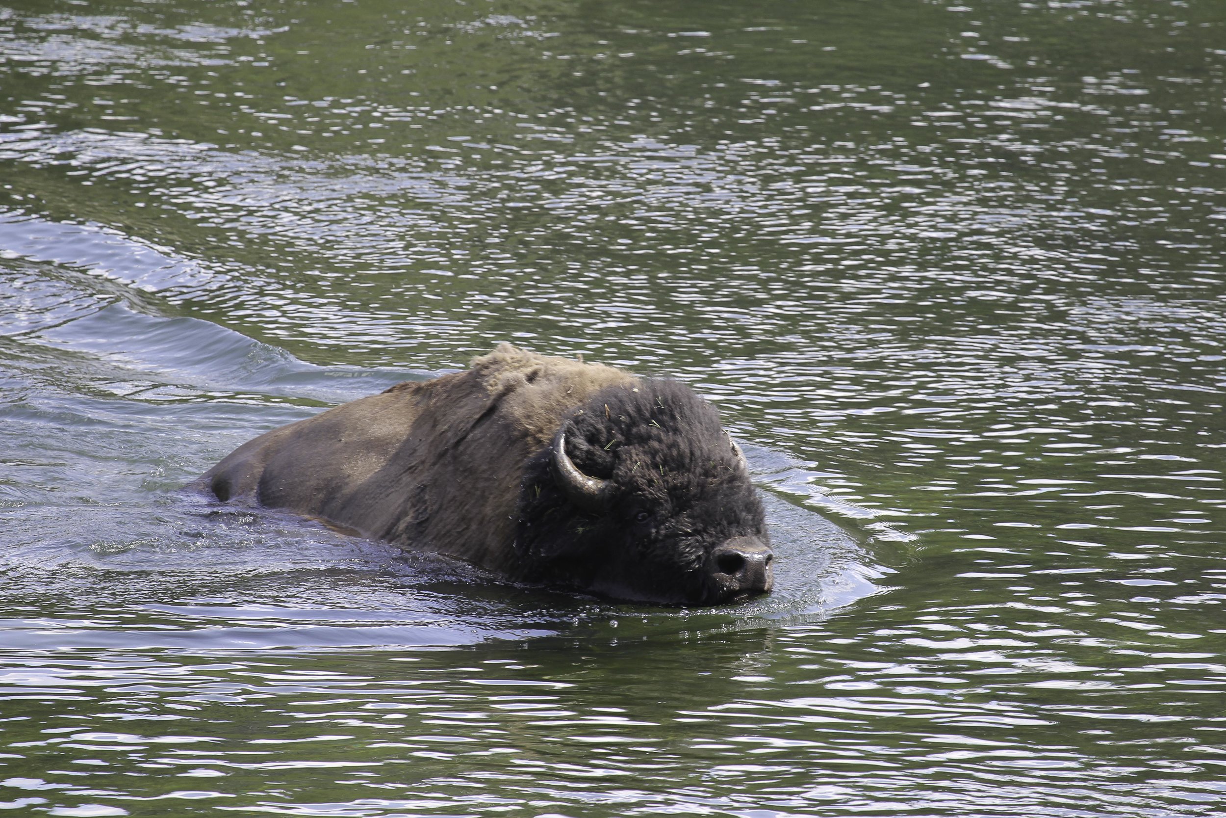 20120801 Yellowstone NP 042.JPG