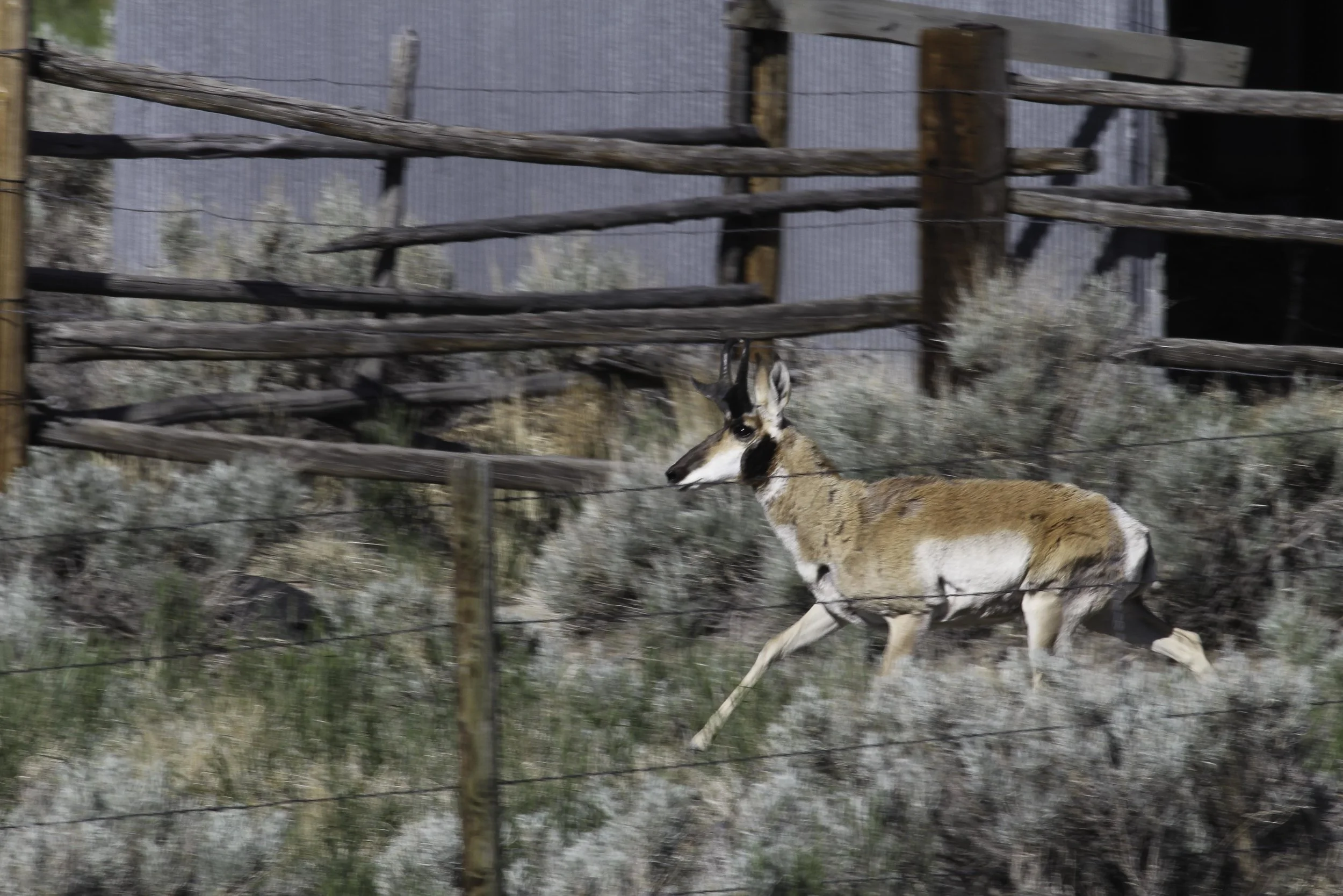 20130617 misc 009.JPG