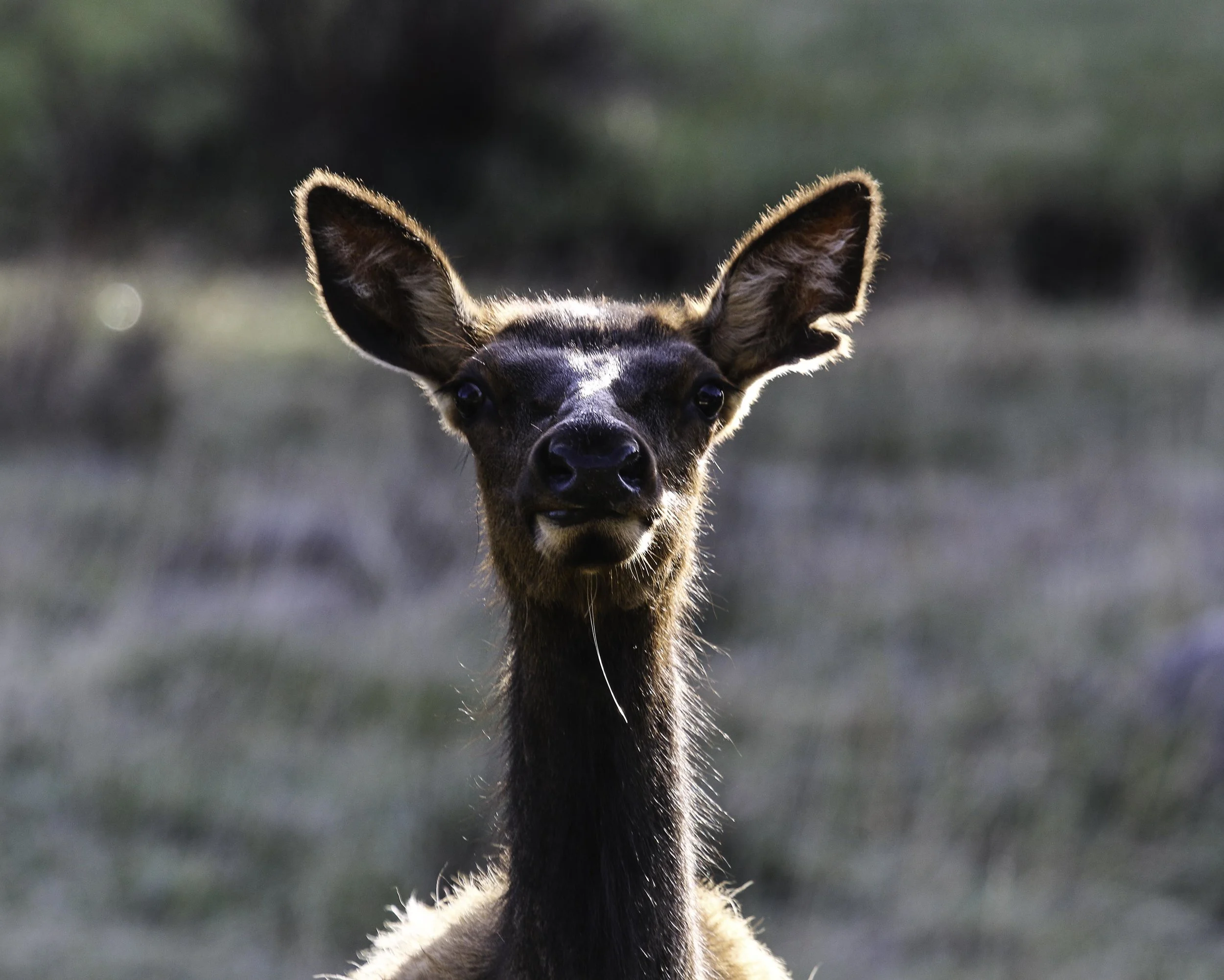 20140518 RMNP 080.JPG