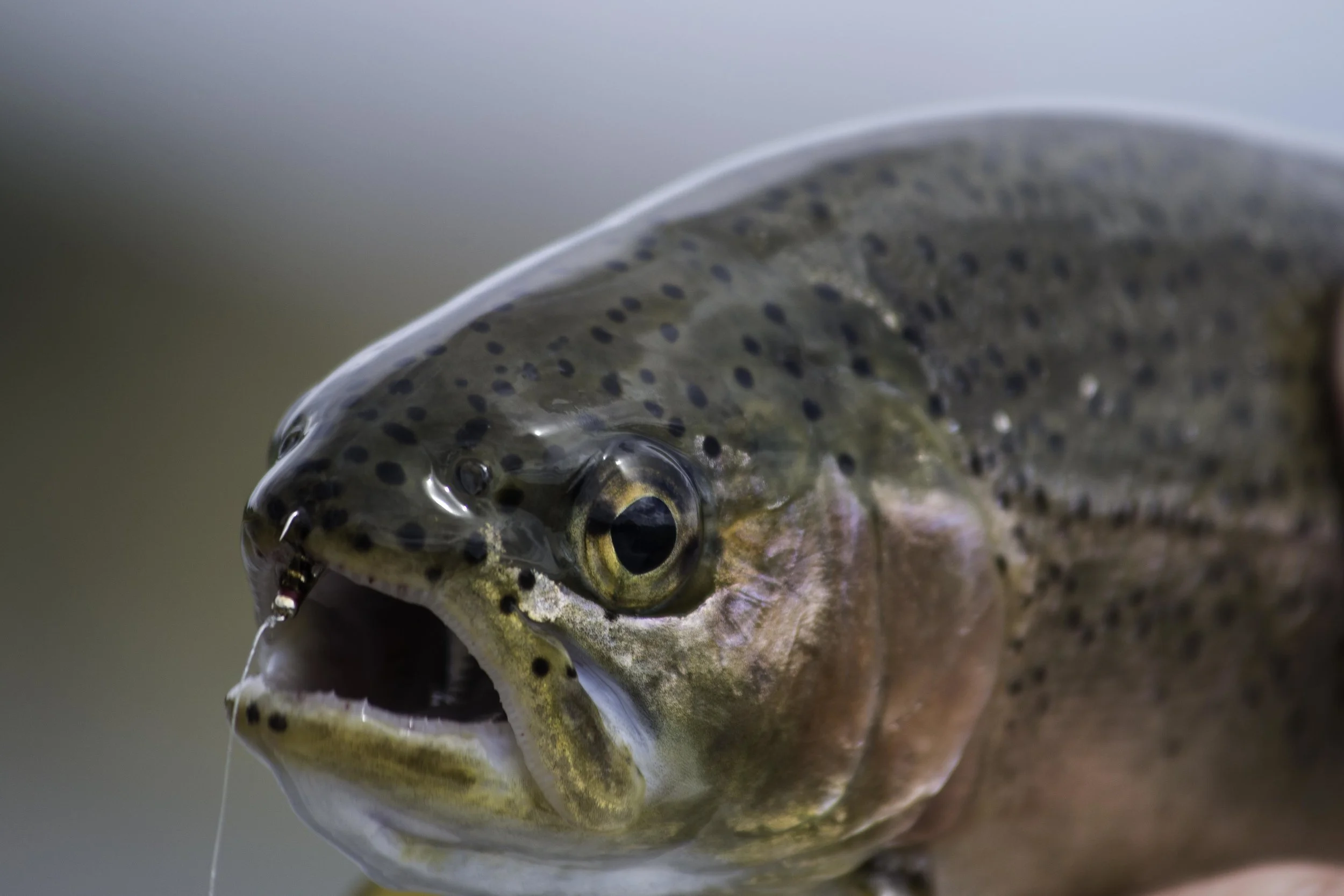 20150722 MT 148.JPG