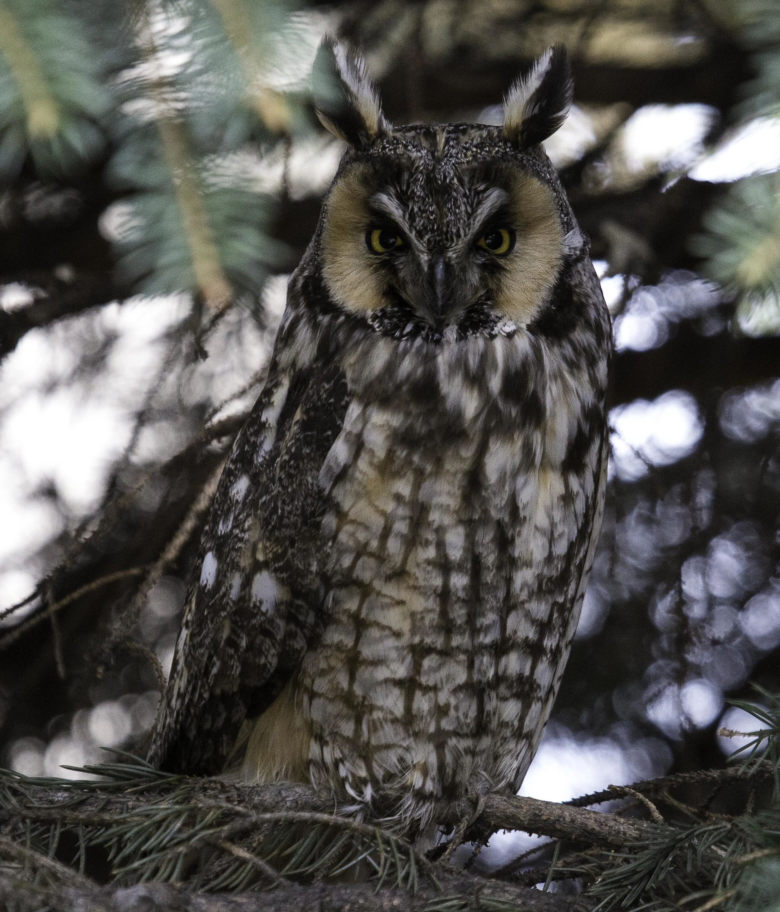 20160508 owl 005.JPG