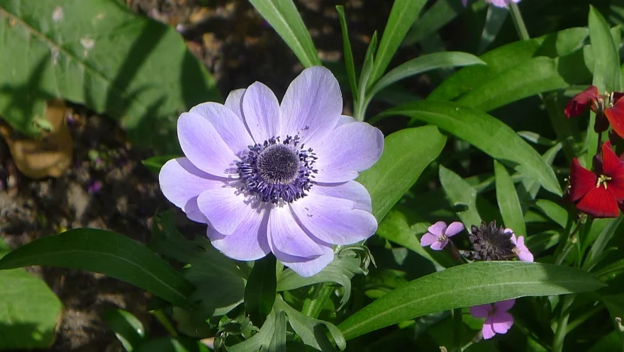 Hyde+Park+flower.jpg