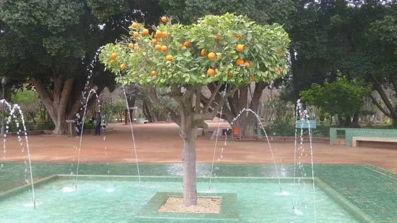 oranges+web.jpg