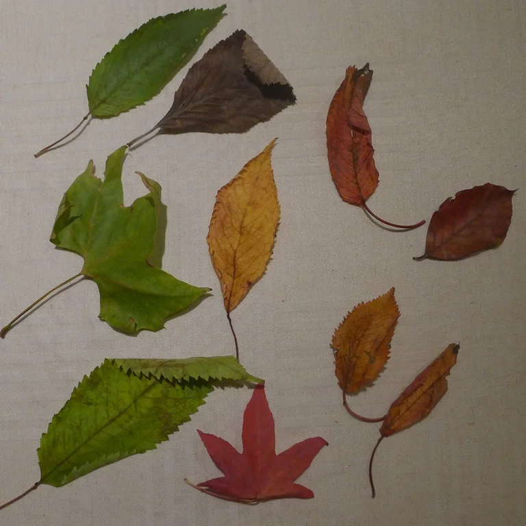 leaves.jpg