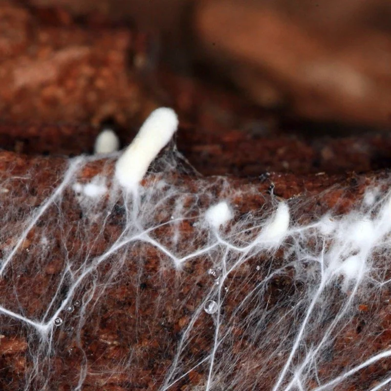 1.	Hyphae and fruit. Kichigin | Shutterstock