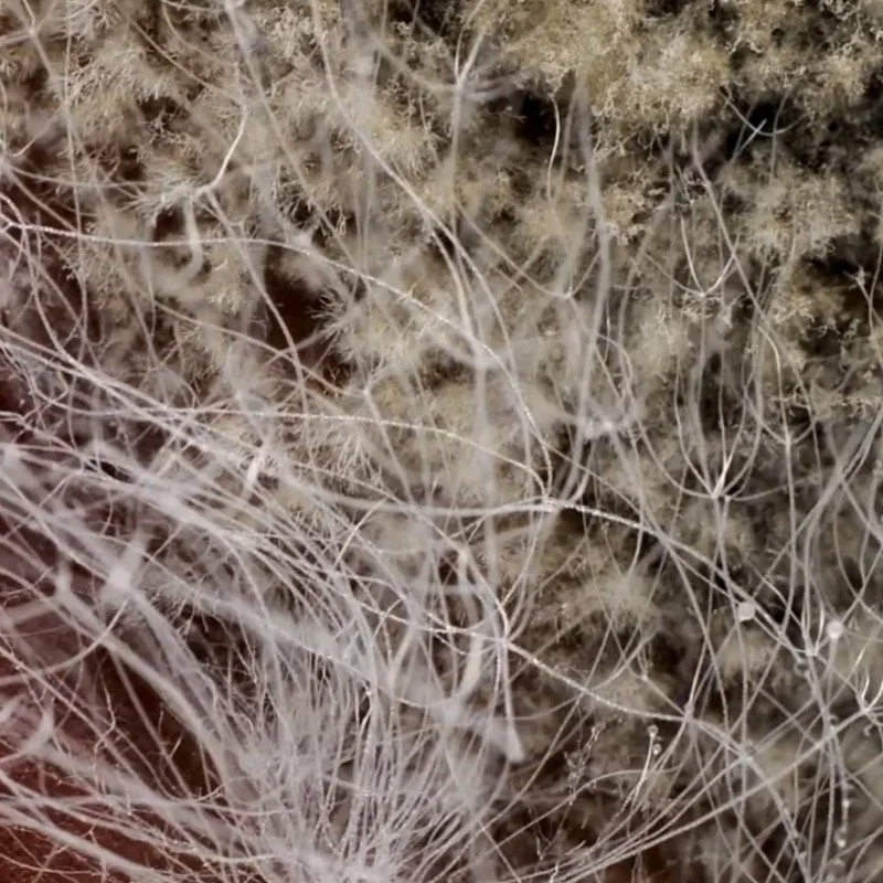 2.	Fungal hyphae on peach. Wim van Egmond