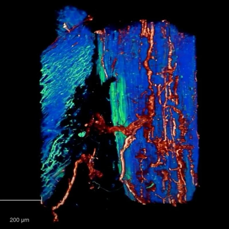 Root (blue) and hyphae (red). M Sheldrake