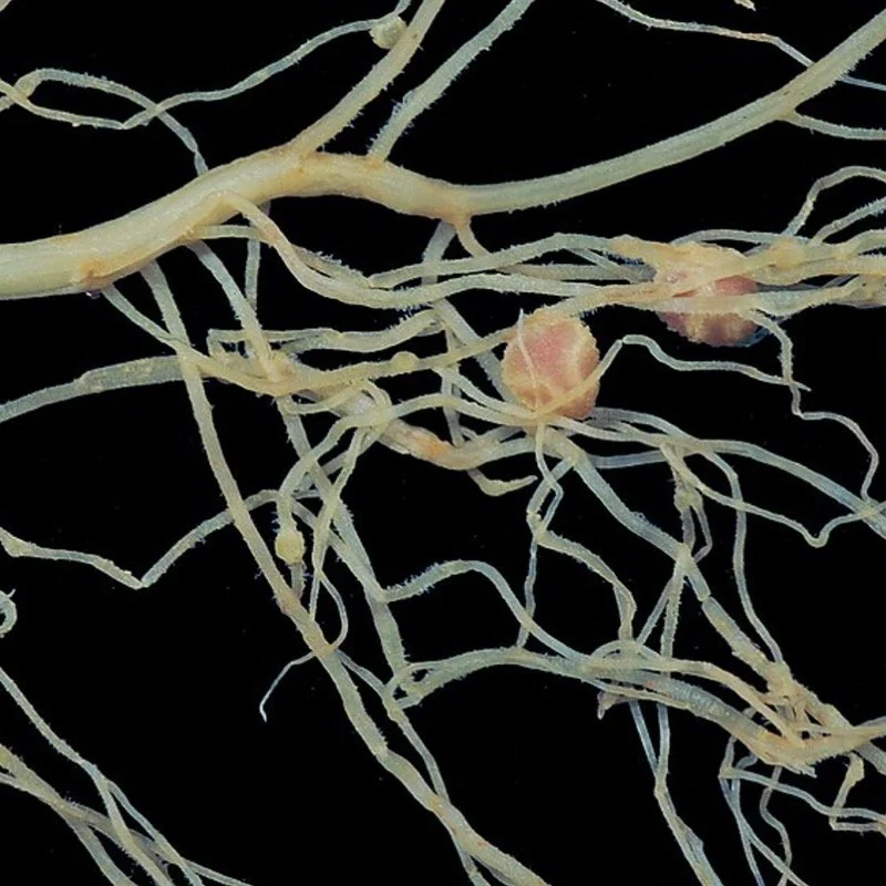 Bacteria in root nodules. Wikimedia