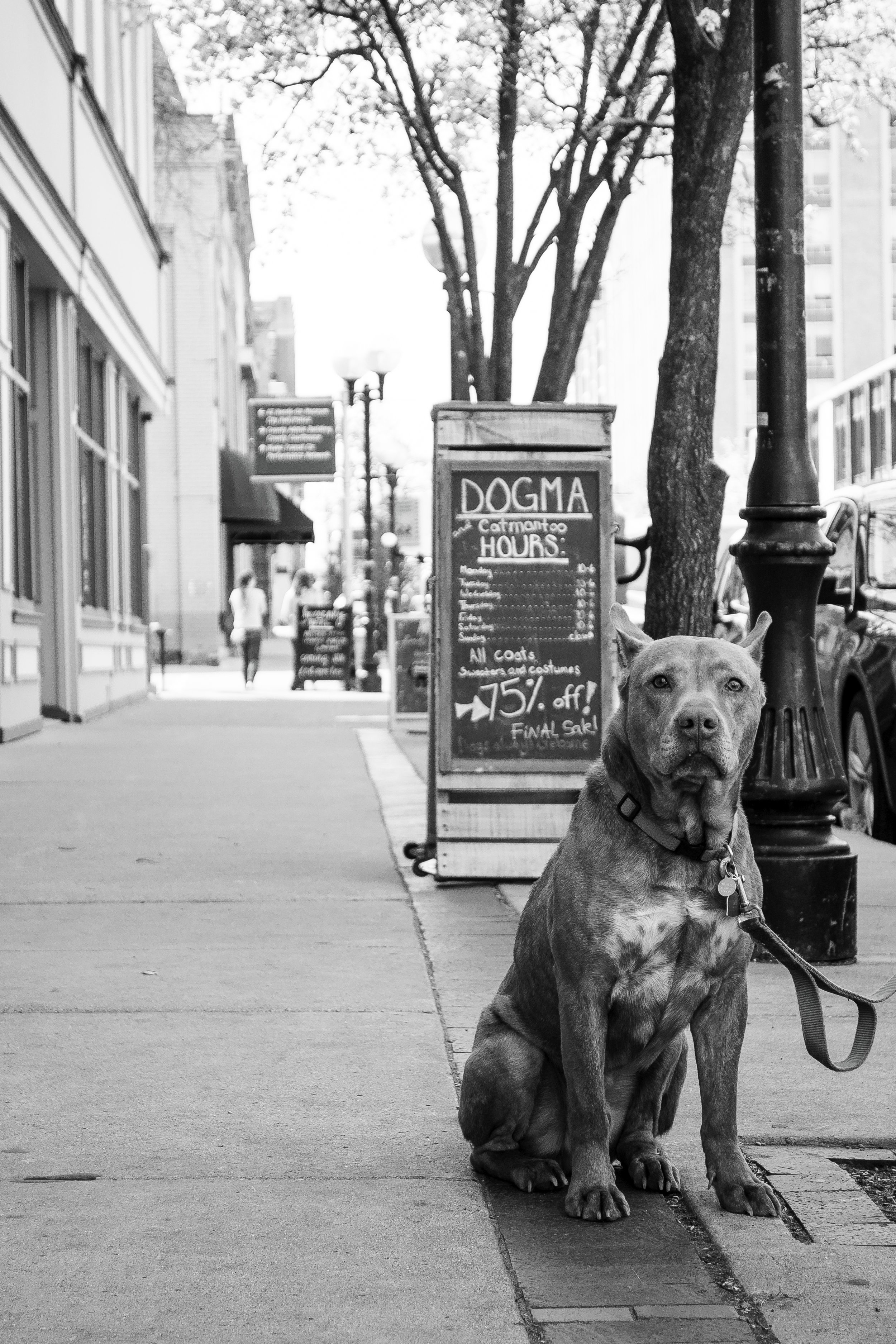 Dogma