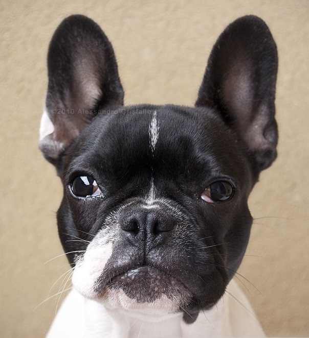 A cute French Bulldog from Wiki Commons