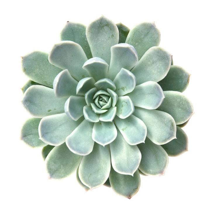 echeveria-mexican-snowball_1024x1024.jpg