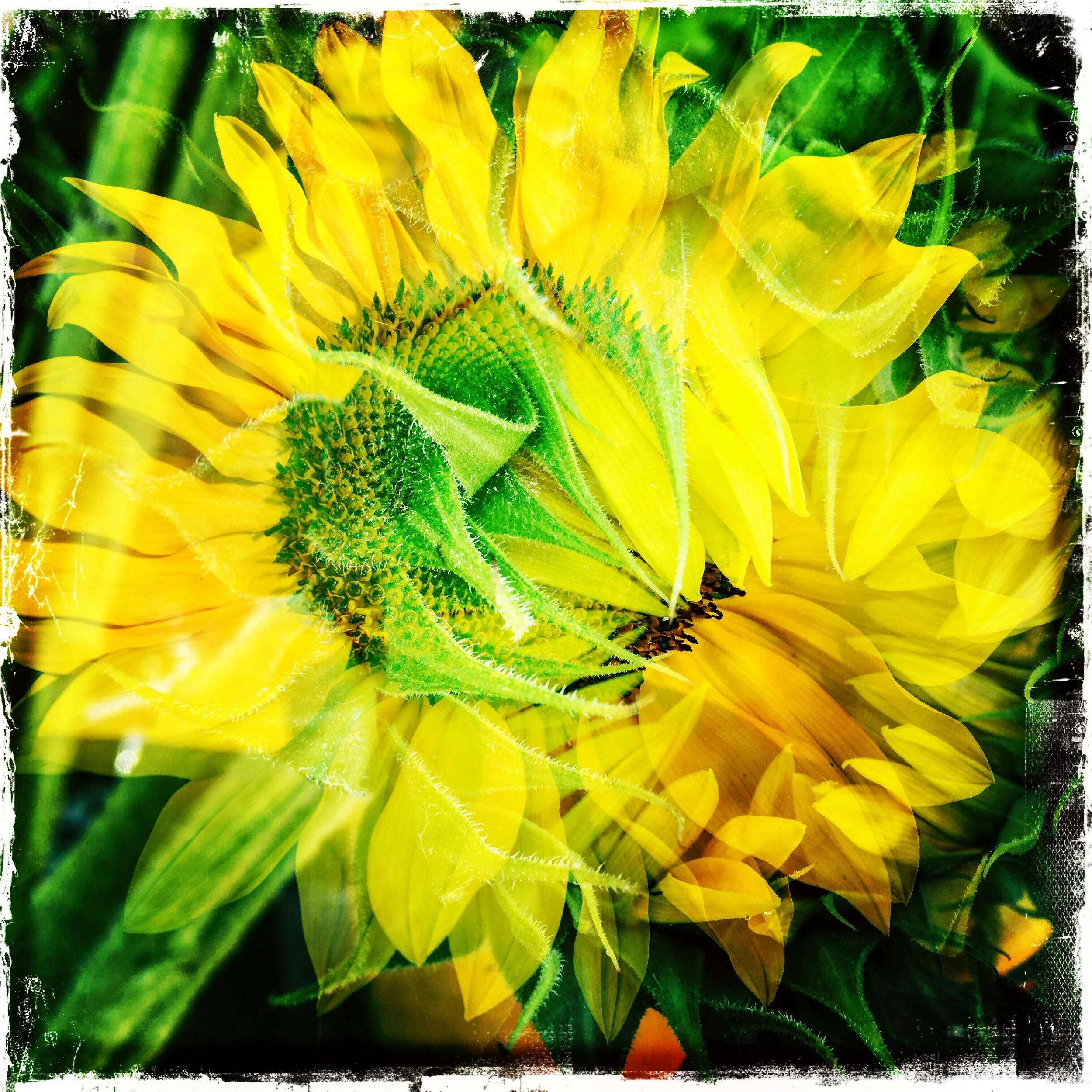 Sun flower double exposed 