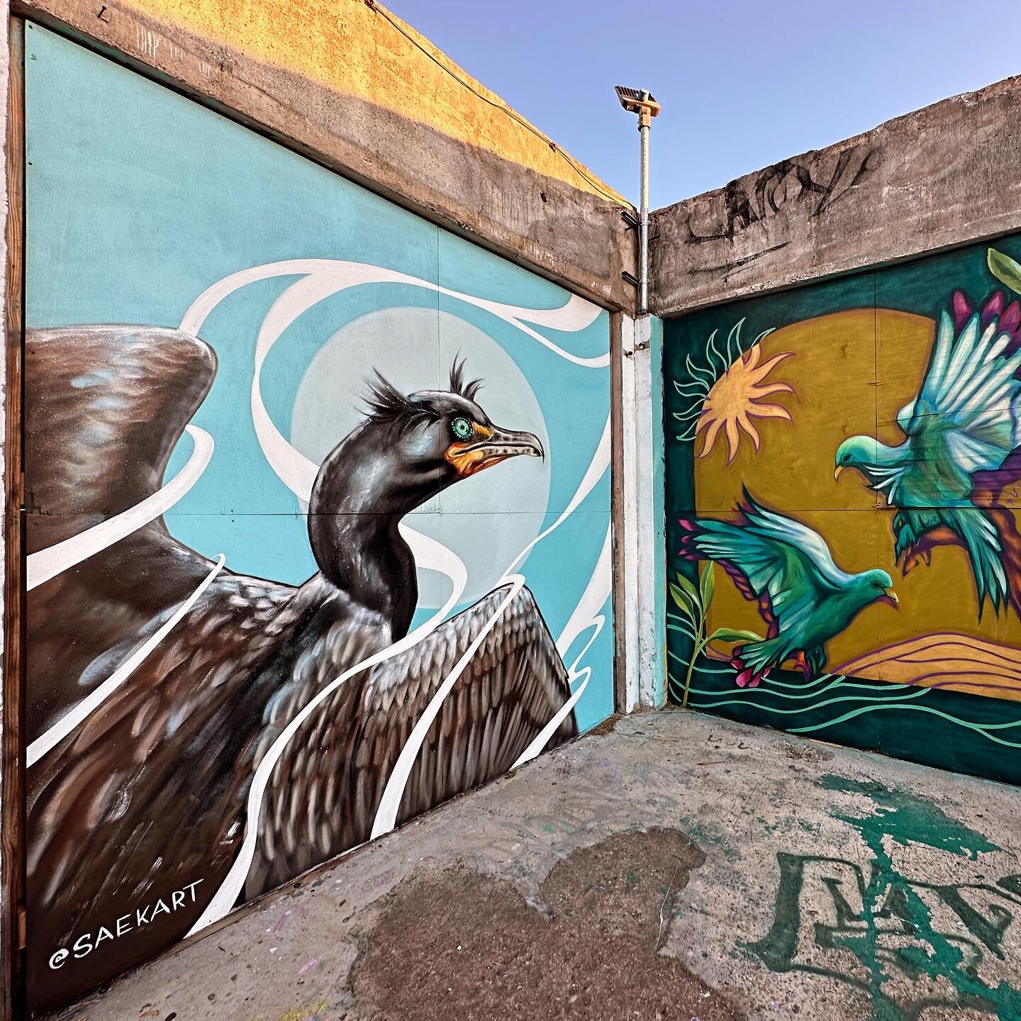 Bird corner paint jam a few weeks ago next to @vivalapainter down at @essexmoderncity in SA - thank you so much for the invite and wall @paulgarson13 !! 
🦢 
#doublecrestedcormorant #waterfowl #birdpainting #divingbirds #birdnerd