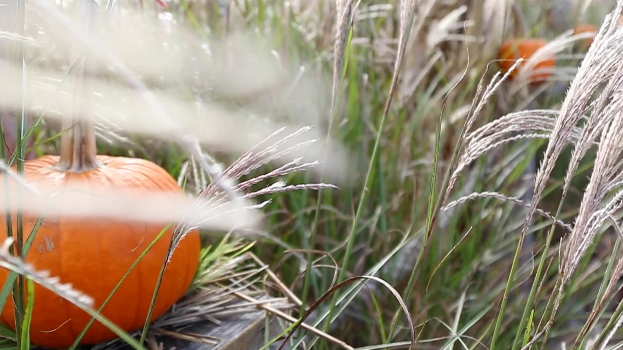 Holiday Meal Idea: Pan Seared Halibut over Sweet Potato Hash with Apple Cider Glaze.