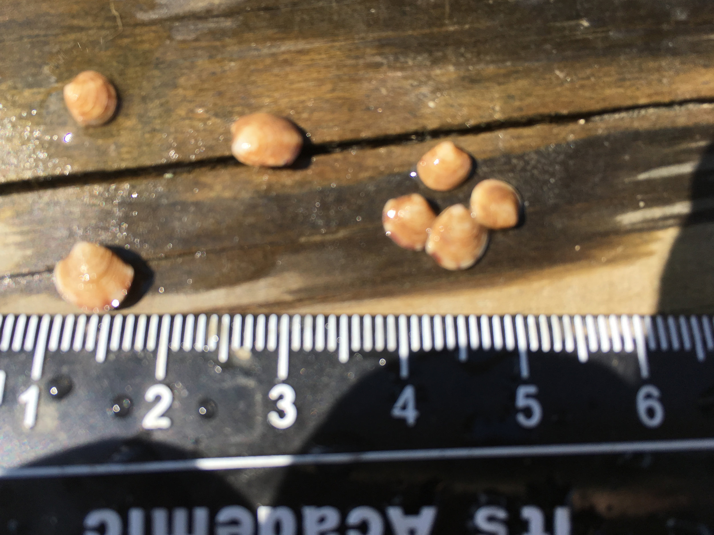 Seed clams. Photo courtesy of Scales.