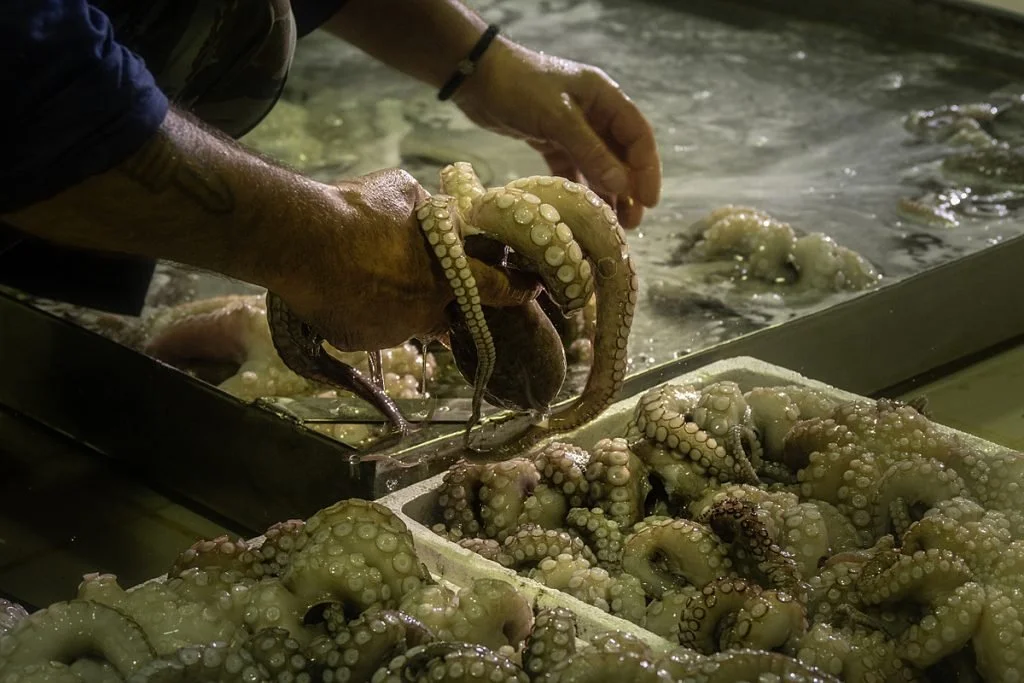 RICHARD SCHWEID: LIFE ON THE OCTOPUS  FARM