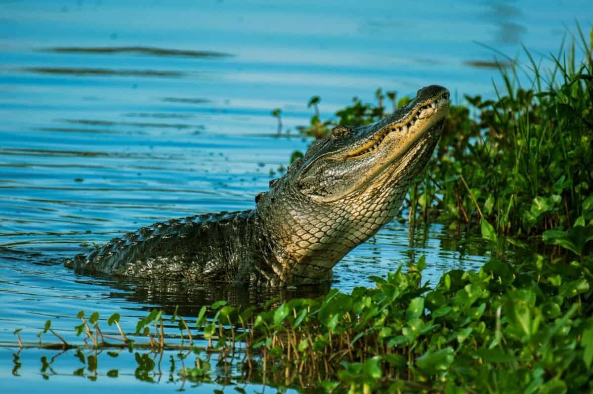 MARK V. BARROW JR : GATOR