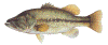 bass.gif