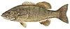 smallmouth_bass.jpg