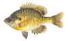 bluegill.gif