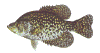 crappie.gif