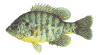 sunfish.gif