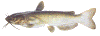 catfish.gif