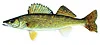 walleye.jpg