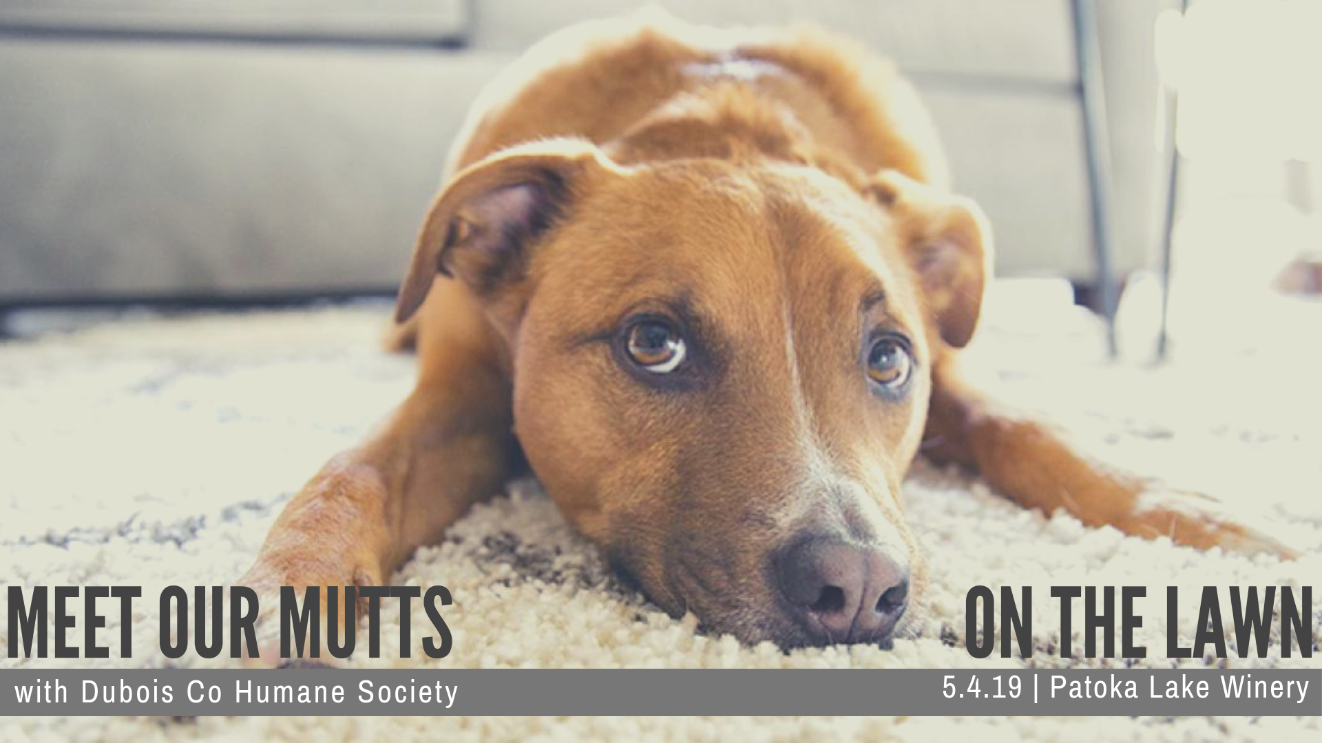 Meet Our Mutts