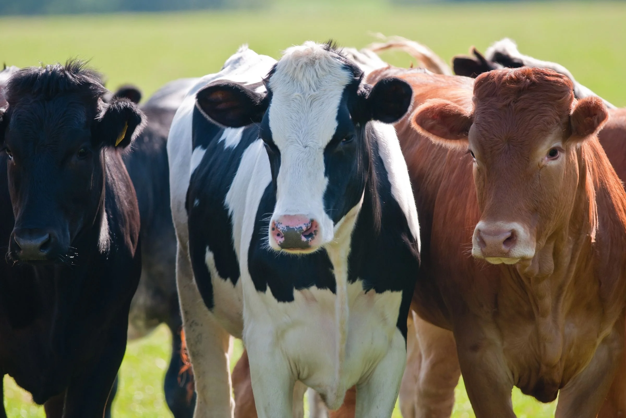 Join our cutest cow contest!!
