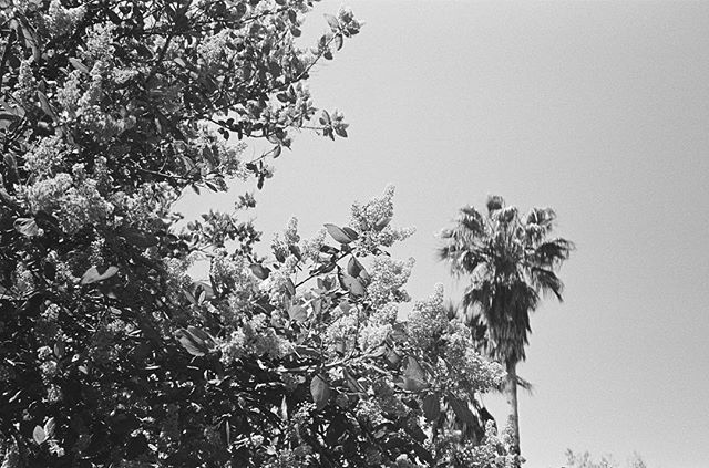 Where did the lilacs stop and the sky begin? This California Lilac, Ceanothus &lsquo;Ray Hartman,&rsquo; was the exact shade of blue as the cloudless sky on that particular day. Perfection. It was only when I got this roll processed, months later, di