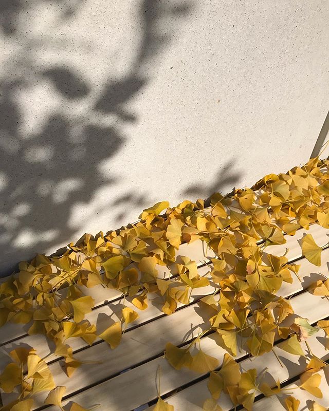 The great annual leaf drop. The Ginkgo, an nyc street tree favorite, is over 200 million years old. Fossils of ginkgo leaves have been found on every continent (Antarctica being the only exception). Unlike other deciduous trees, the ginkgo drops its 