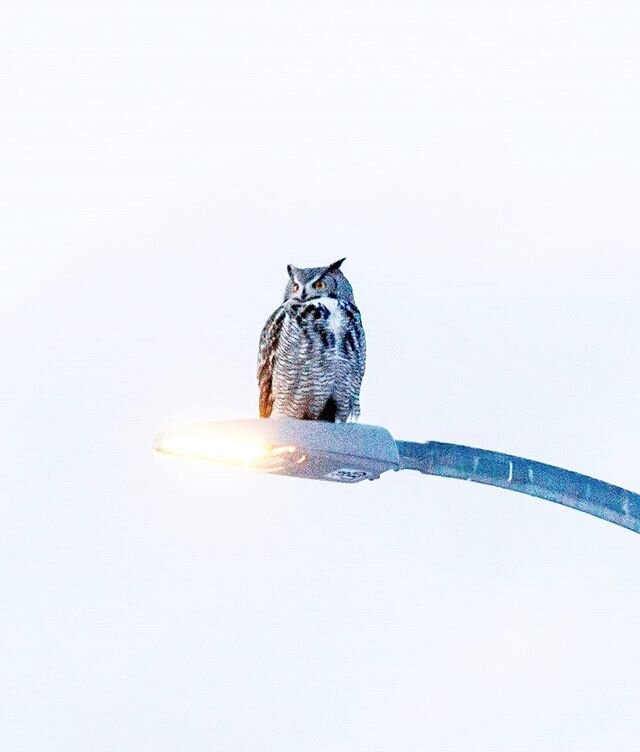 Saw this little bro ma dude a few days ago in Calgary. First time ever seeing an owl in the wild... On a light post! Haha