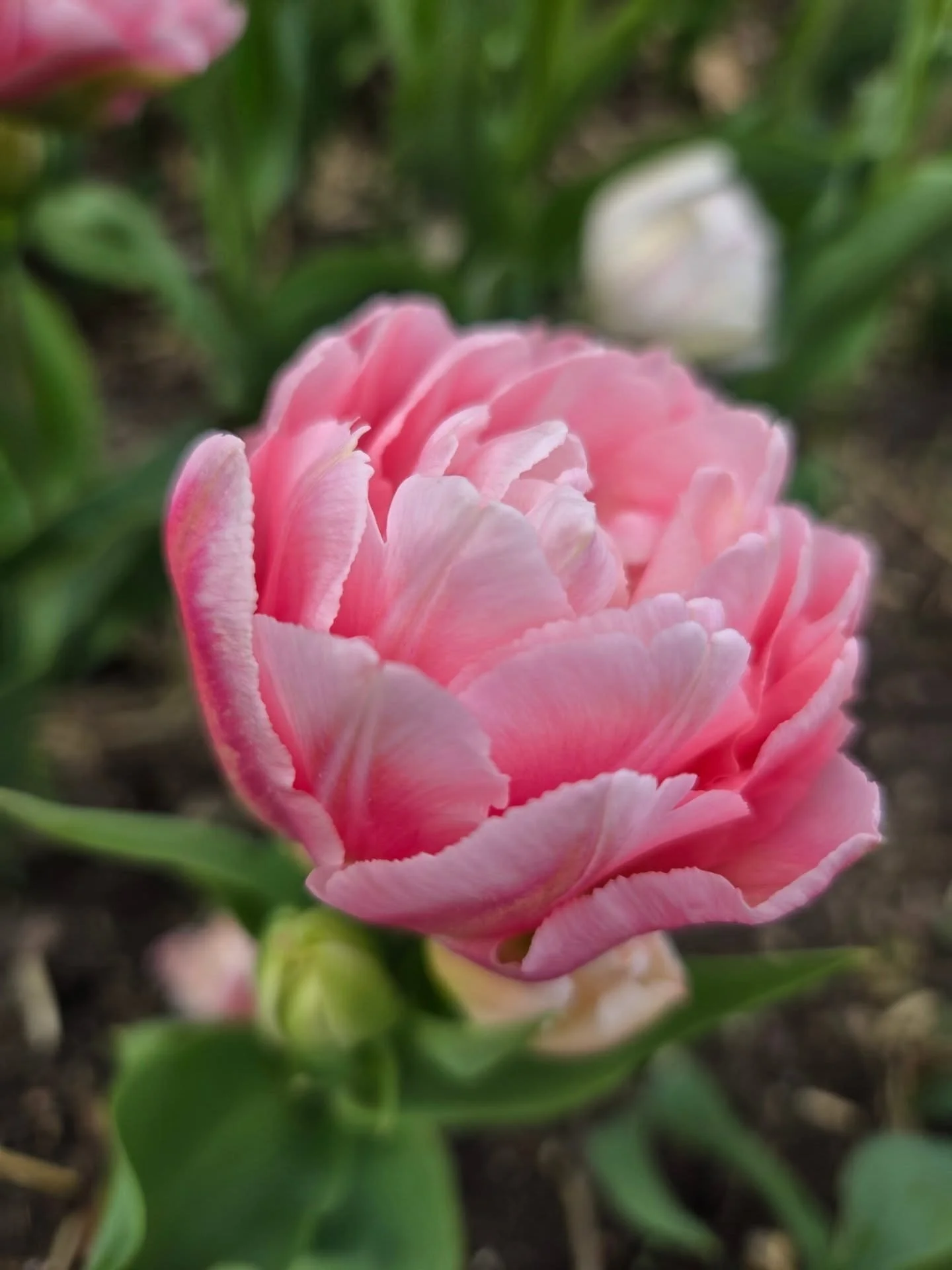 Tulip season is here!🌷😍⚘️
My favorite flowers, at one of my favorite places, @mn_arboretum 🥰
Spring is such a wonderful time of rebirth, beauty, and nature in expression. 
May this season be long, peaceful, and full of renewal. ✨️🌷

#tulips #mngi