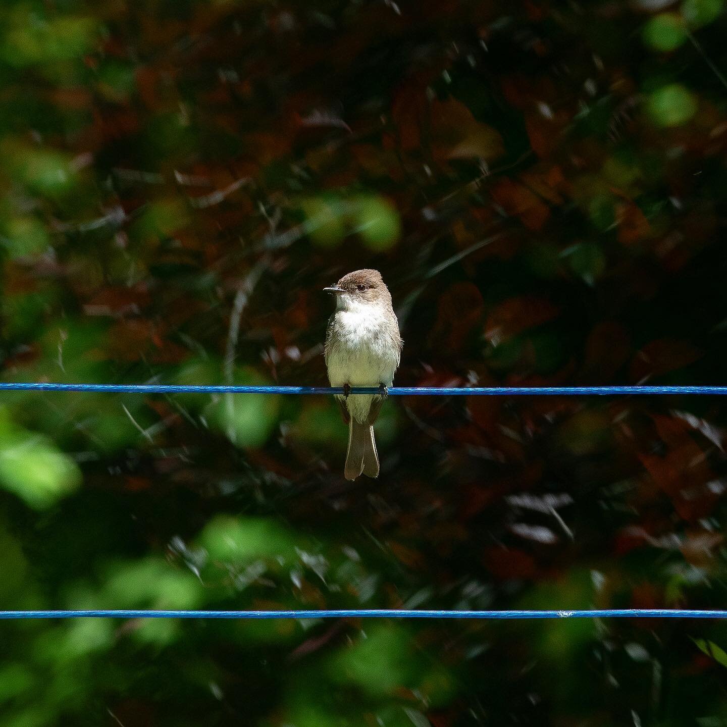 A pair of Eastern Phoebes claimed a sheltered downspout as a platform to build their nest. In their natural habitat, a large fork in a tree would serve as their nesting spot. The early migrators started building at the beginning of May. I had the pri