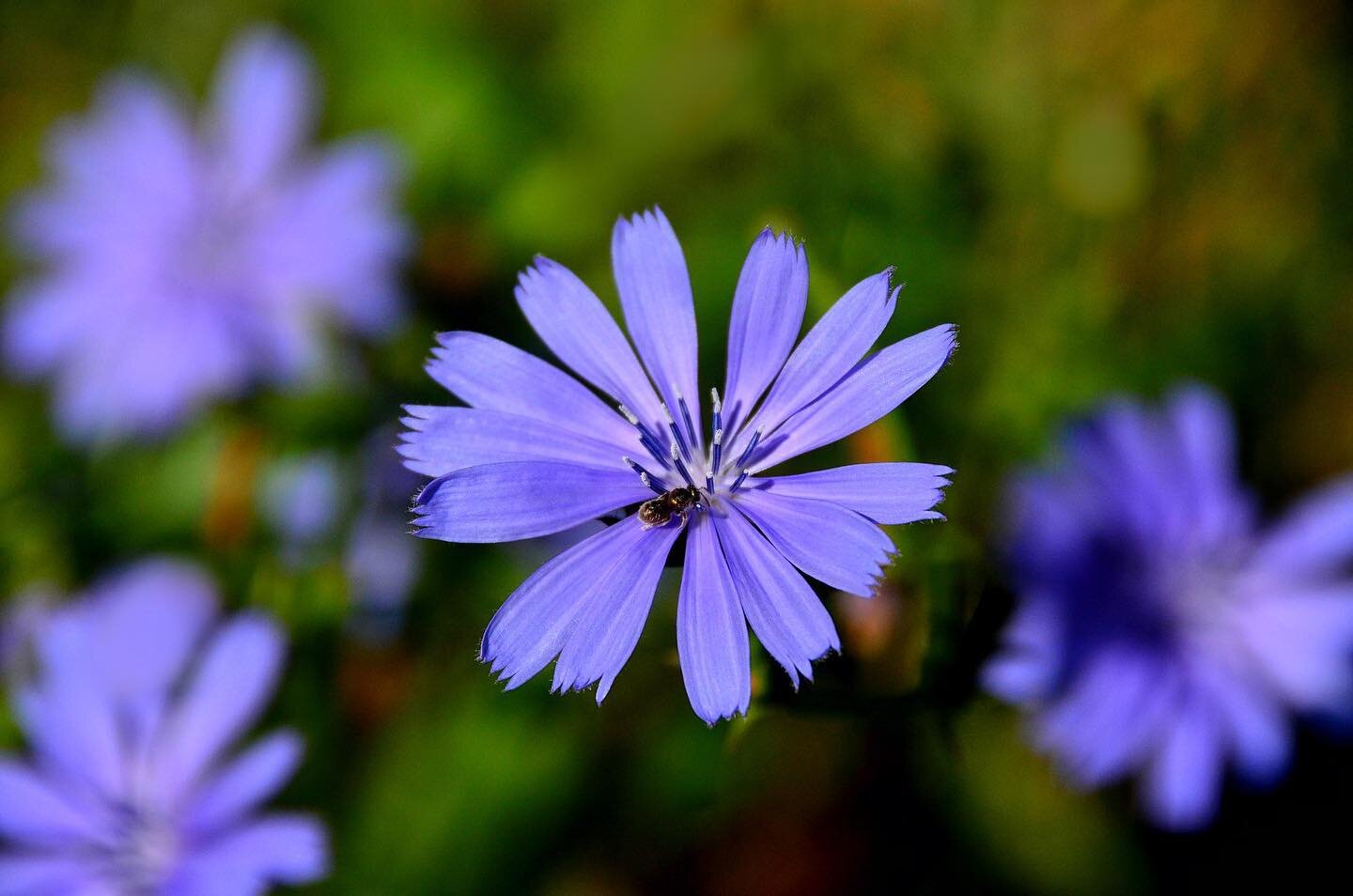 At 17 I went to an arts camp for a week to focus on photography. One day, as we were walking around looking for subjects to capture I gravitated towards a cluster of wild chicory flowers. At the time I was shooting with a D5100 18-200mm lens which I 