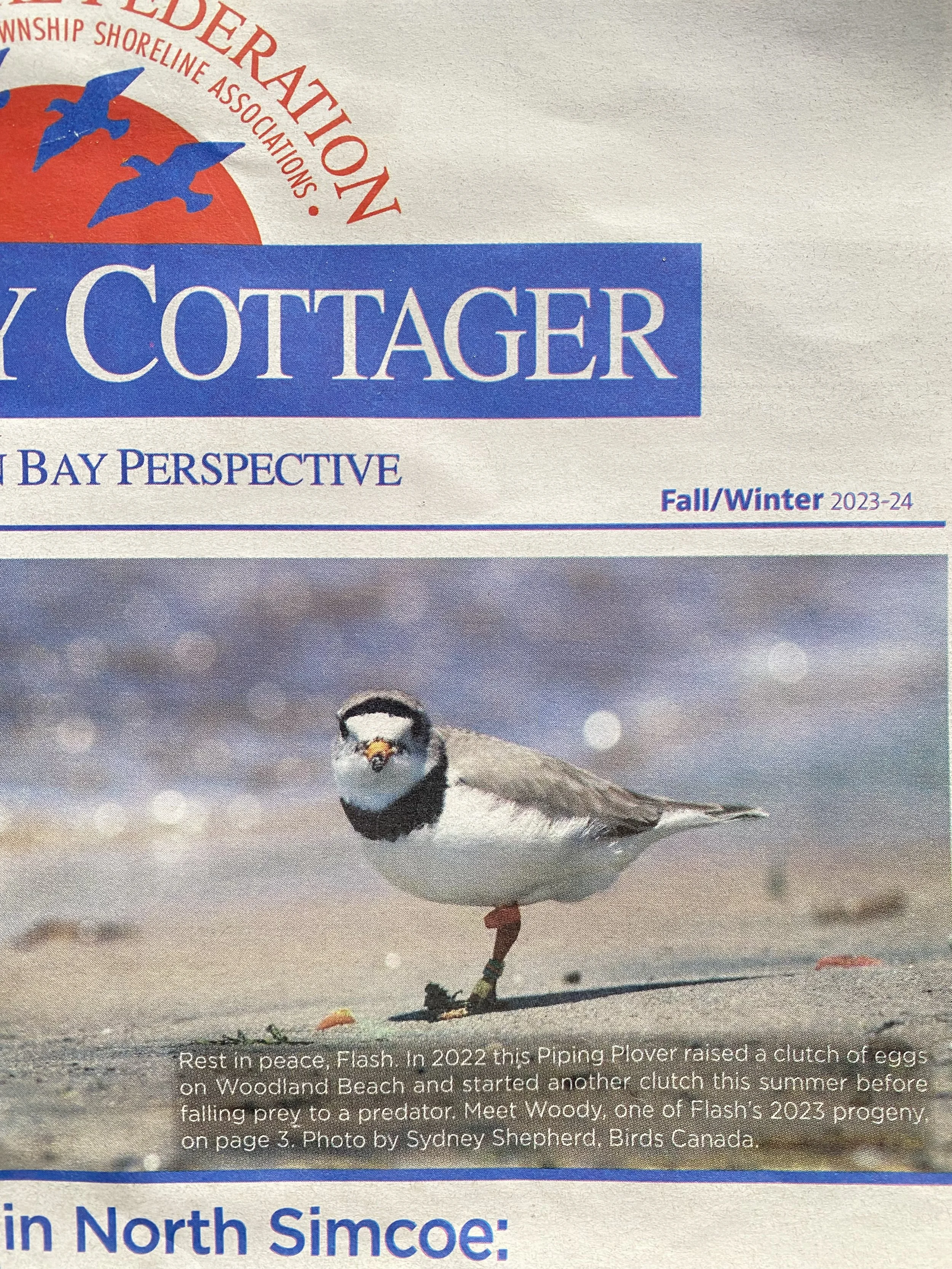 Remembering Flash, The Piping Plover of Wasaga Beach