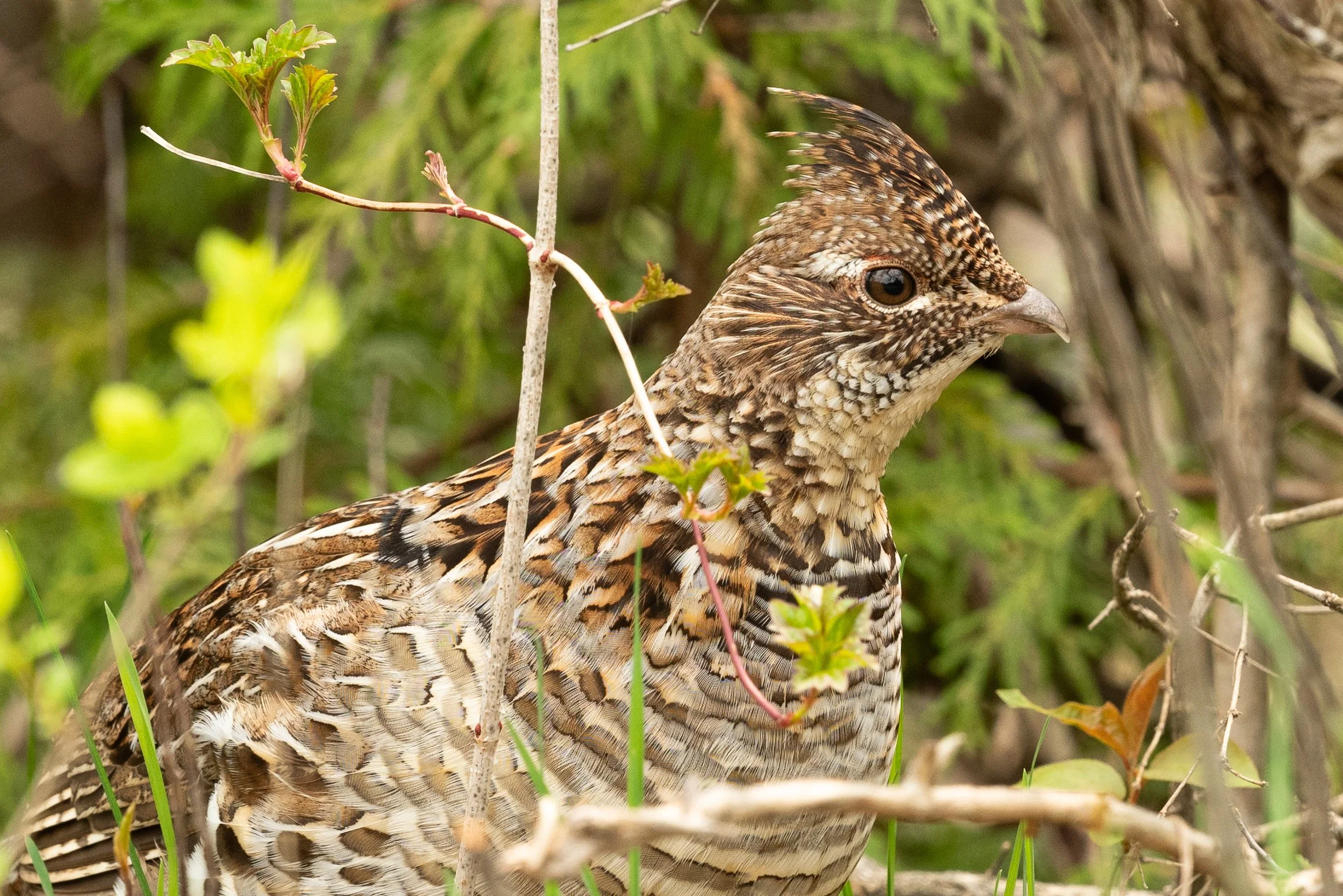 MJP_05_09_WyeMarsh_EarlyMigration-9476.jpg