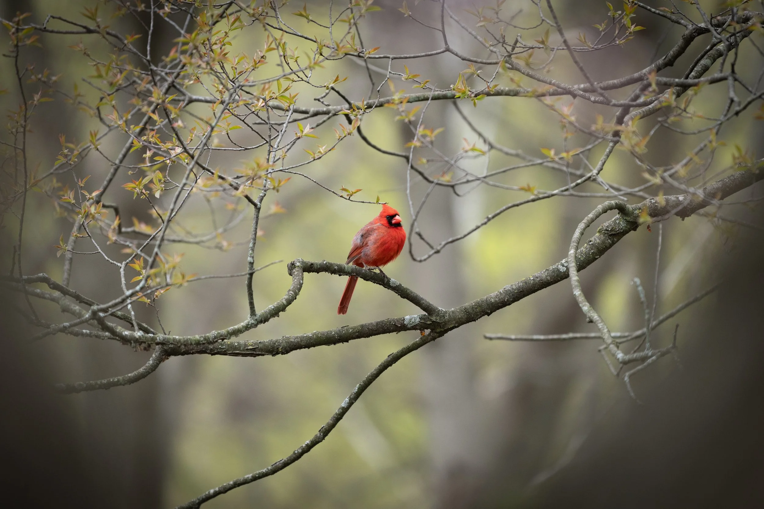 MJP_2022_05_06_HighParkBirding-8700.jpg