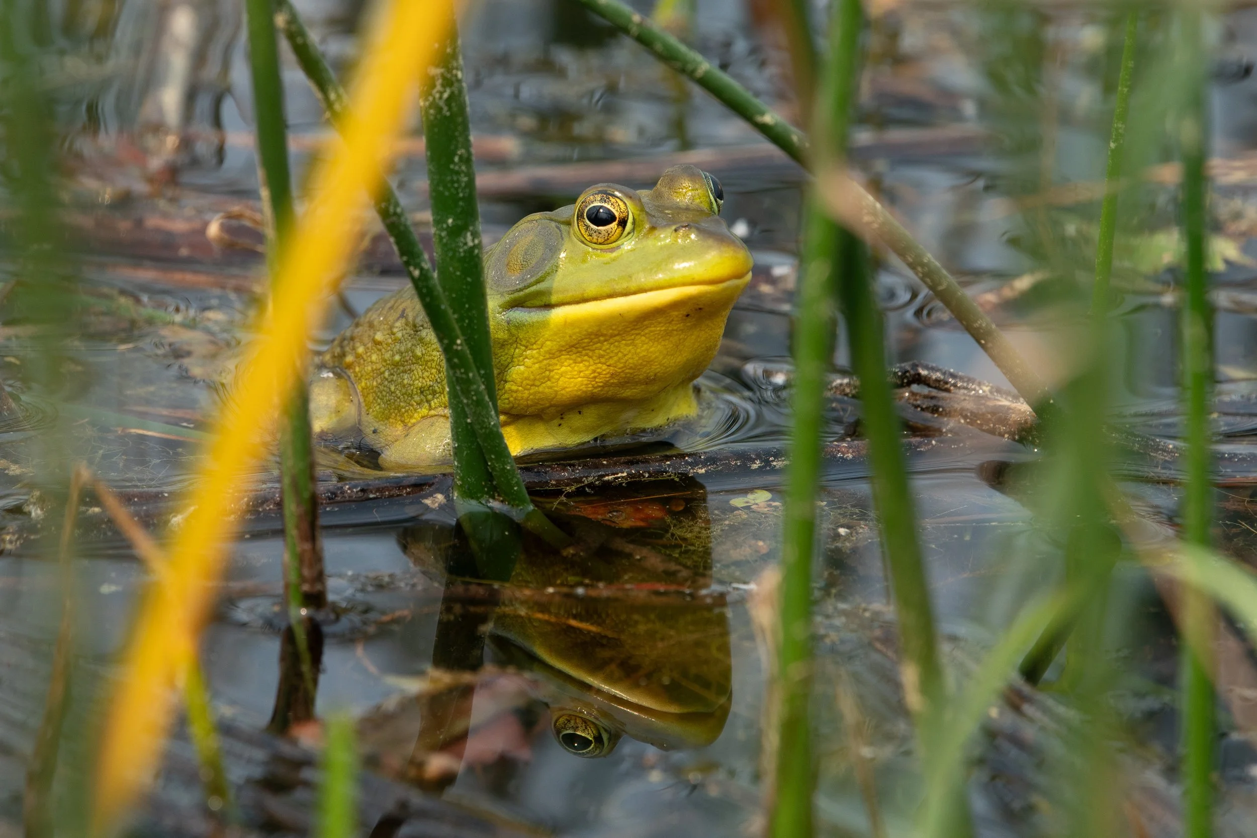 MJP_2023_06_21_TinyMarshes-0030.jpg