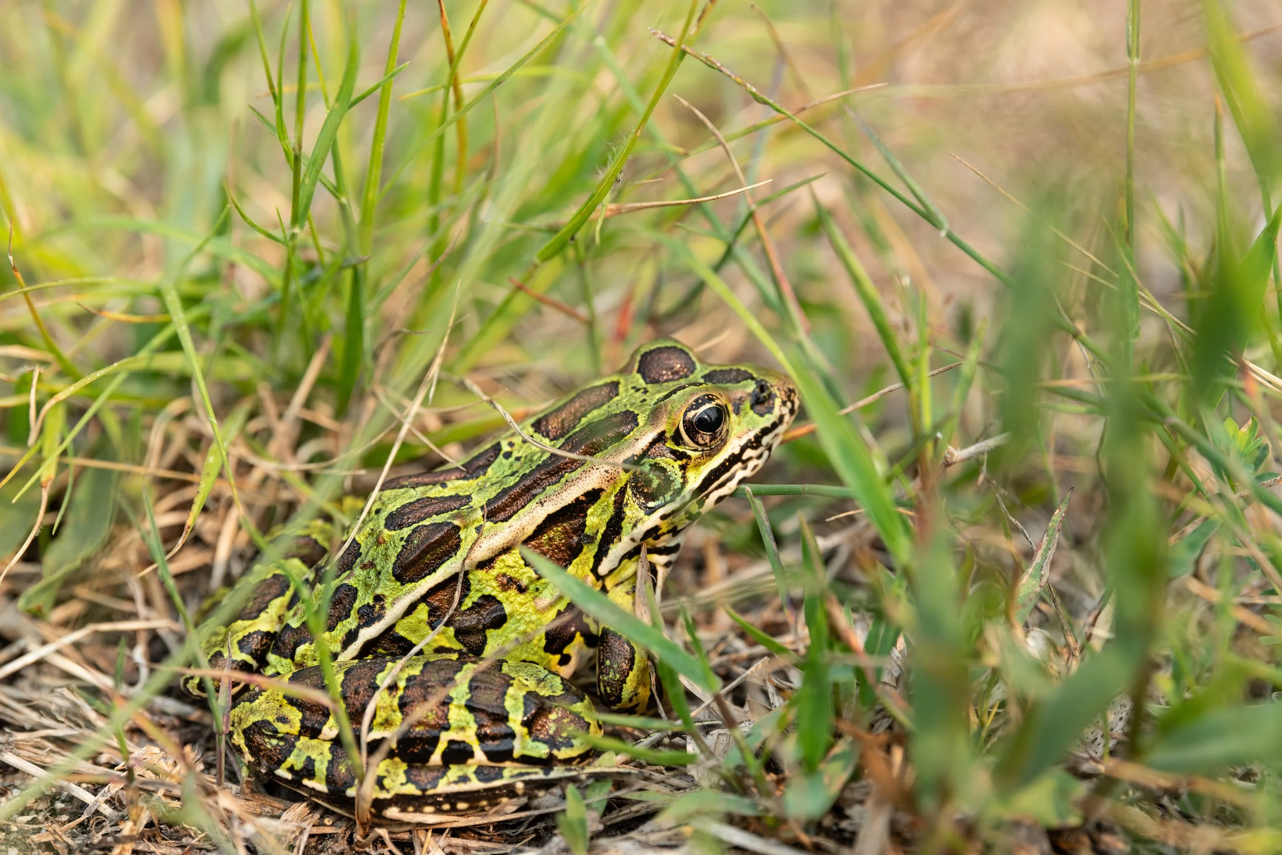 MJP_2023_06_21_TinyMarshes-9982.jpg