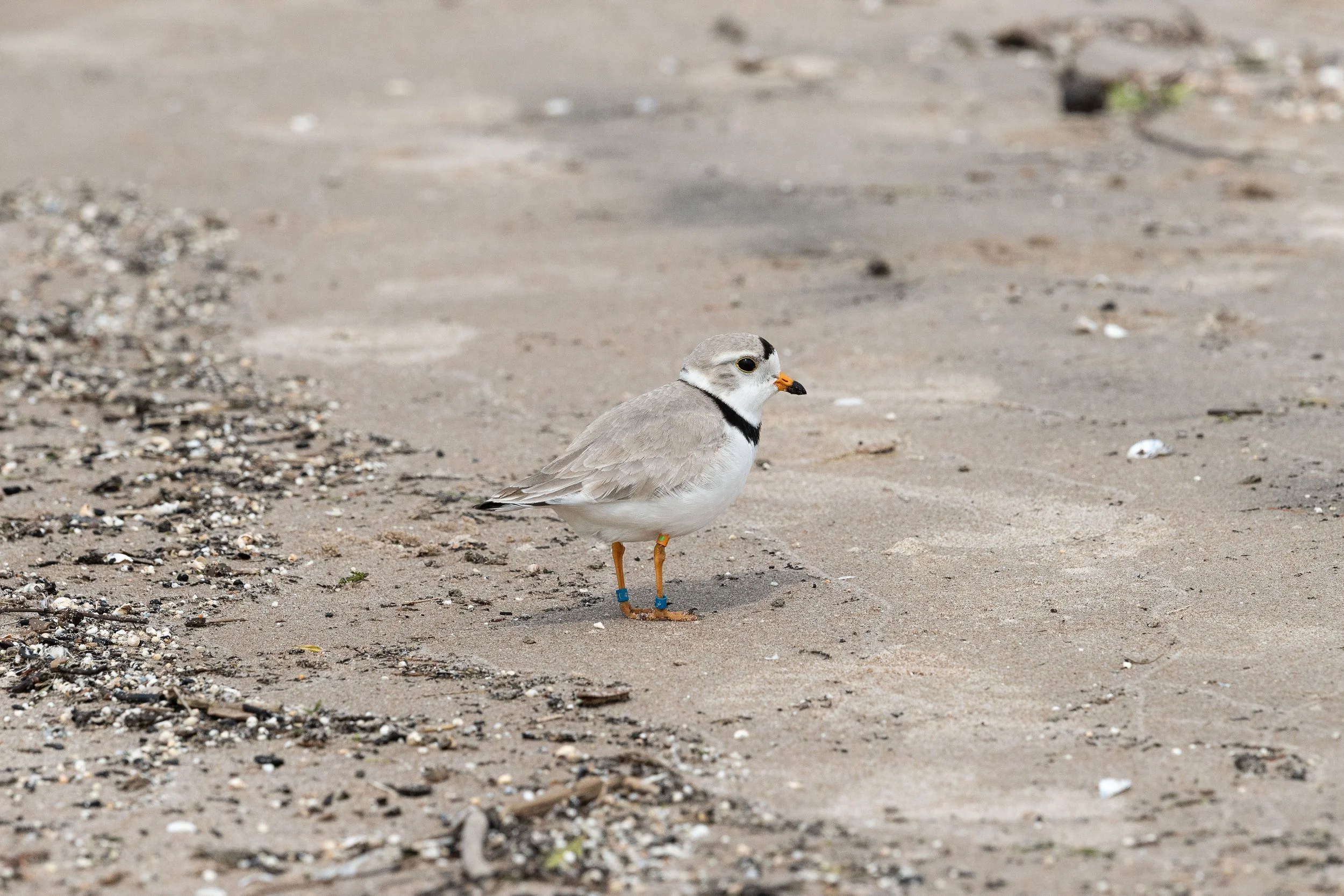 MJP_05_10_WasagaBeach_PipingPlover-36.jpg