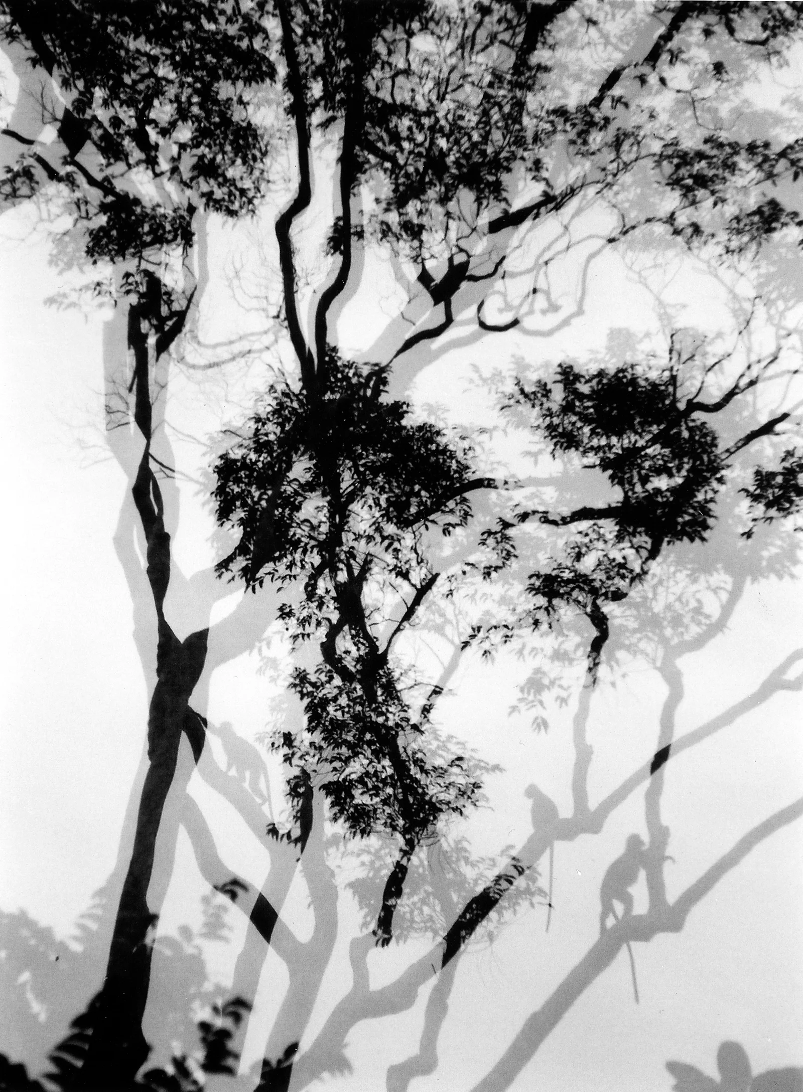 Twisted Tale. Ko Taratao, Thailand.