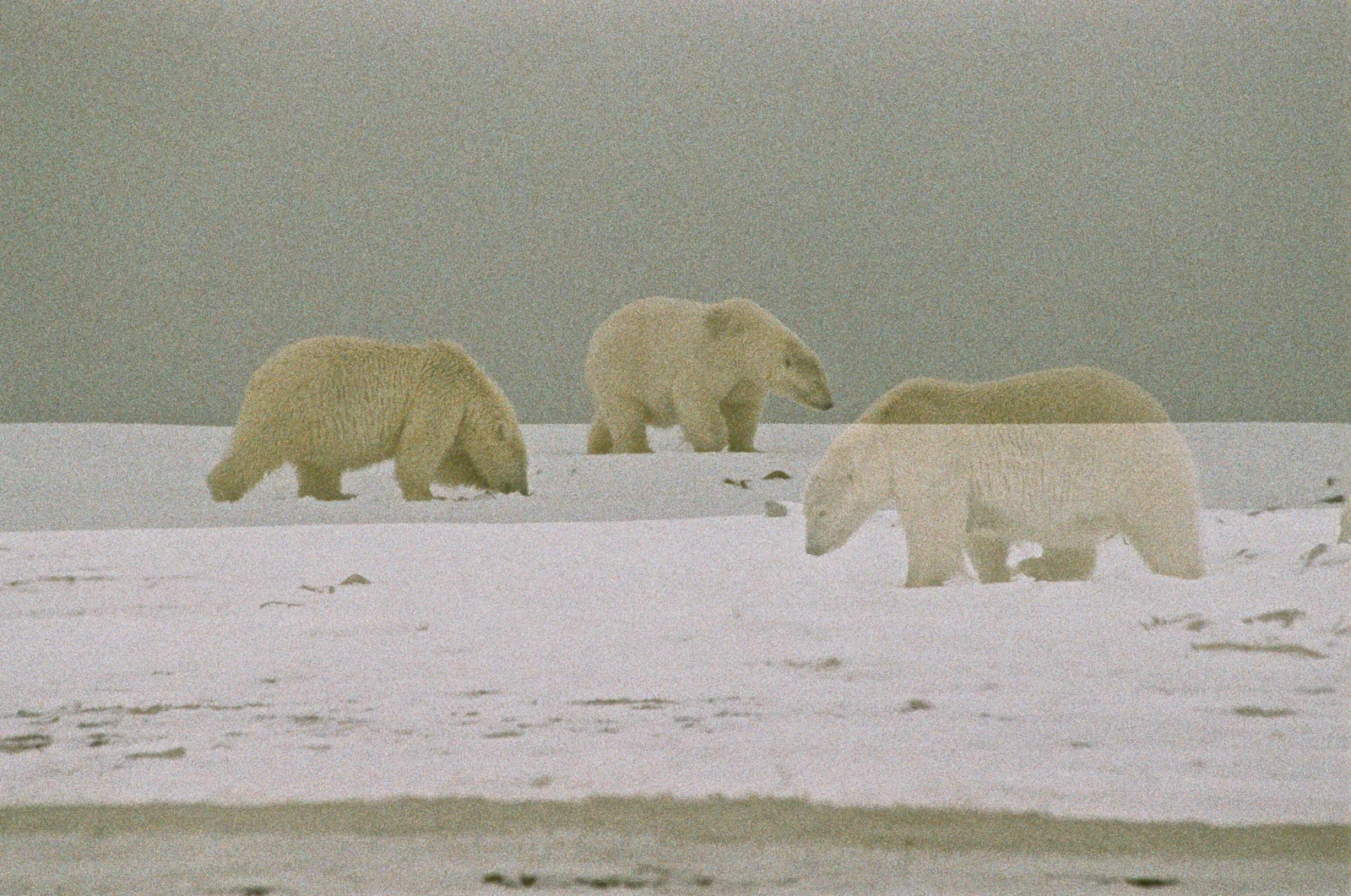 Grazing. Arctic Circle, Alaska.