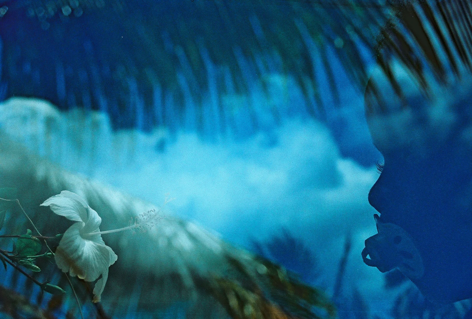 Islands in Bloom. Boipeba, Bahia, Brazil