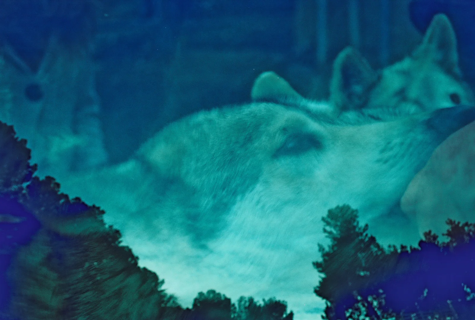 Wolves in Heat. McCarthy, Alaska.